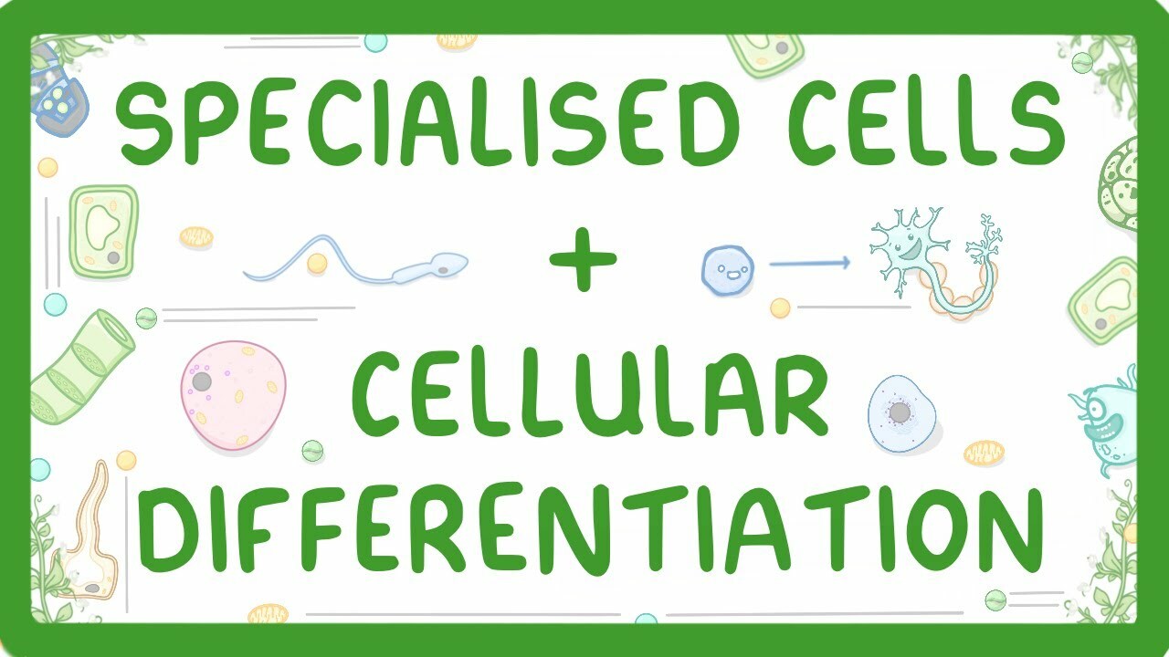 GCSE Biology - Differentiation and Specialised Cells #10